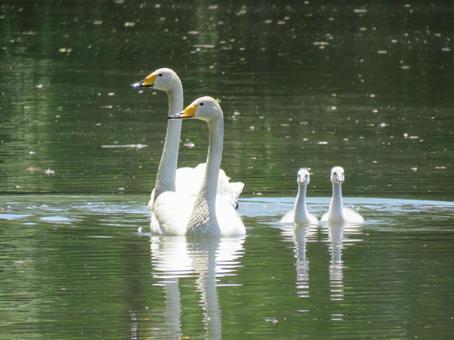 白鳥親子 ハクチョウ,鳥,自然の写真素材