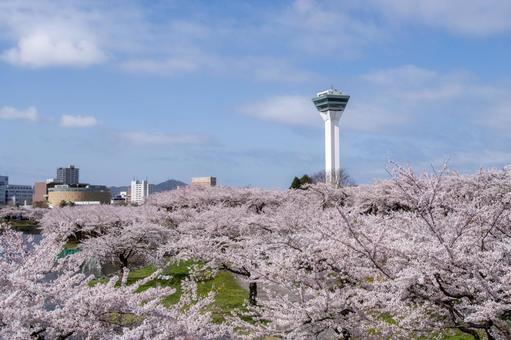 五稜郭タワーと満開の桜 五稜郭タワーと満開の桜の写真
