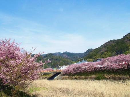 桜並木と空 桜並木と空の写真