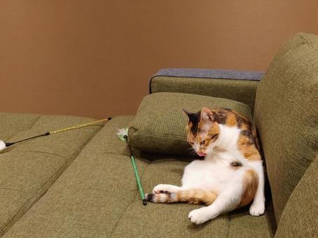 遊び疲れた猫 猫,三毛猫,ねこの写真素材
