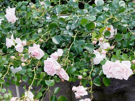 バラ バラ バラ,ローズ,花びらの写真素材