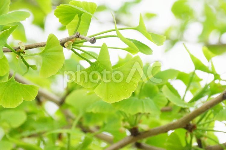 イチョウの葉 葉,植物,イチョウの写真素材