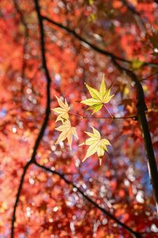 秋の気配・色づくモミジ 秋の気配・色づくモミジ 紅葉,秋,モミジの写真素材