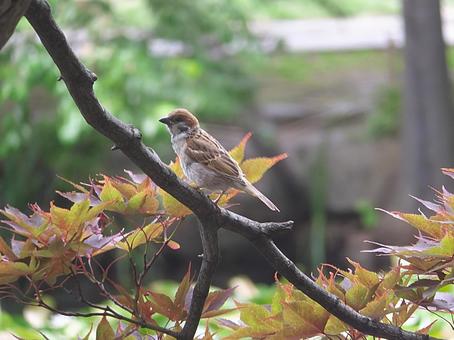 雀 雀 雀,スズメ,すずめの写真素材