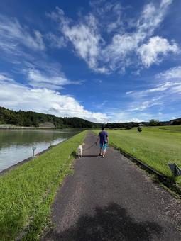 川沿いのお散歩麦ちゃん 川沿いのお散歩麦ちゃん 犬,散歩,ラブラドールの写真素材