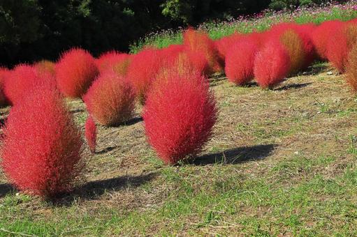 コキア コキア,ホウキギ,ほうき草の写真素材