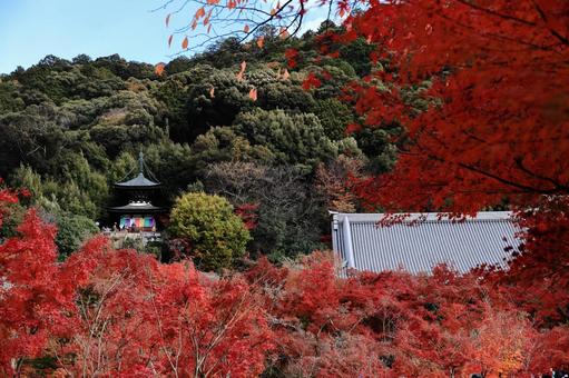 永観堂の秋 紅葉,秋,もみじの写真素材