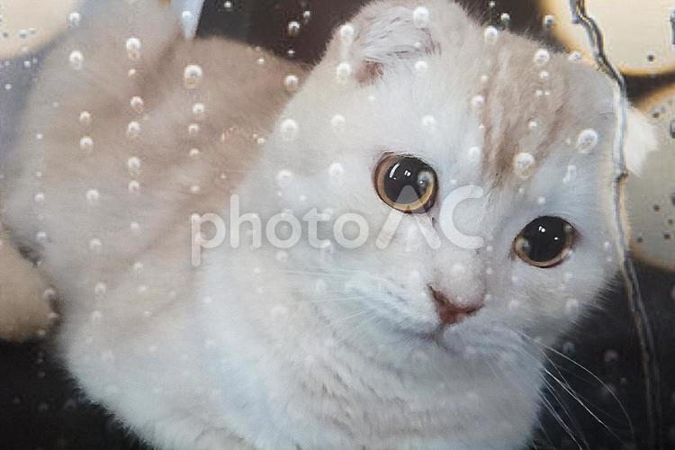 雨の日はつまらない② 猫,雨の日,梅雨の写真素材
