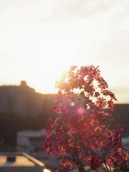 Primroses illuminated by the setting sun, JPG Primroses illuminated by the setting sun, JPG