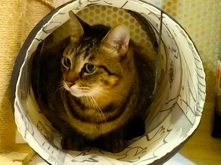 隠れている猫 隠れている猫の写真