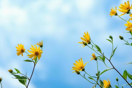 青空に映えるキクイモの花 青空に映えるキクイモの花 キクイモ,花,黄色の写真素材