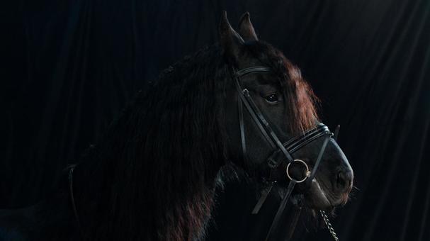 光の当たる格好いい黒い馬 馬,馬の顔,アップの写真素材