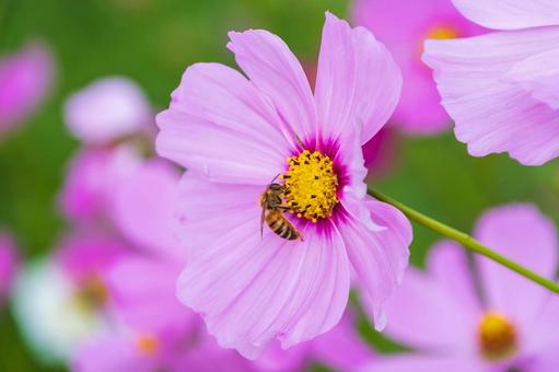 ピンクコスモスとミツバチ コスモス,花,ミツバチの写真素材