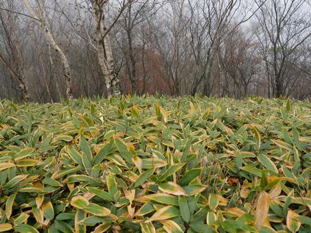 クマザサ クマザサ,自然,植物の写真素材