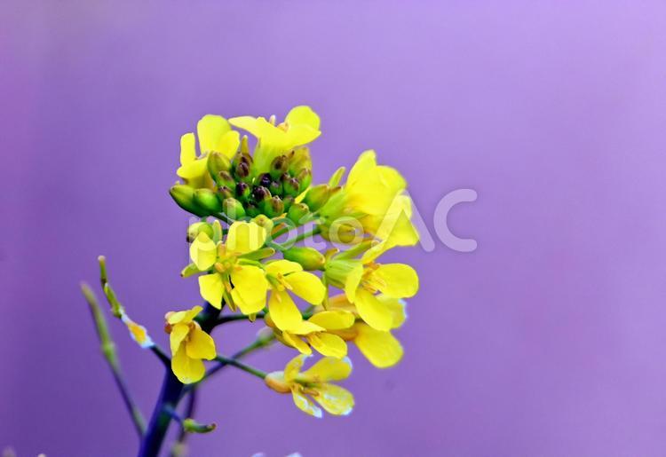 春の色、菜の花の黄色 菜の花,春,黄色の写真素材