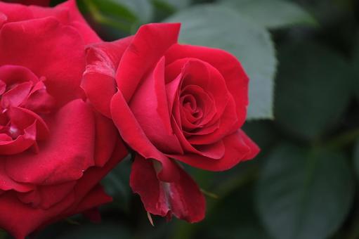 薔薇 薔薇の写真