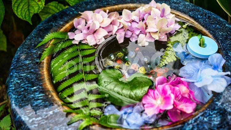 紫陽花を浮かべたはち 花,植物,浮かべるの写真素材