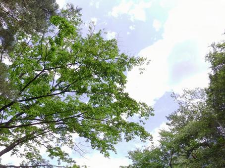 夏空 夏空 木漏れ日,自然,空の写真素材