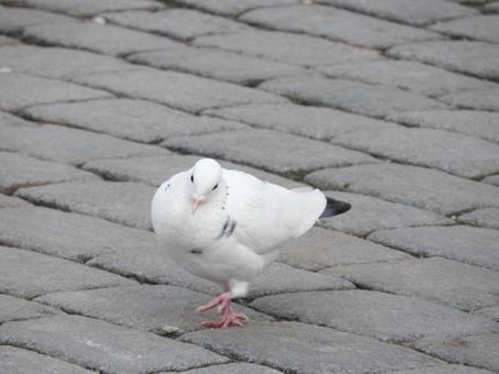白い鳩 白い鳩の写真