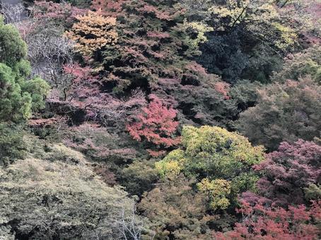 秋色に染まる山の風景の写真