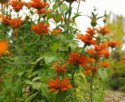 カエンキセワタ カエンキセワタ,火炎被綿,ライオンズの写真素材