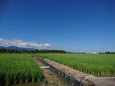田舎の豊かな自然 田舎,田んぼ,田の写真素材