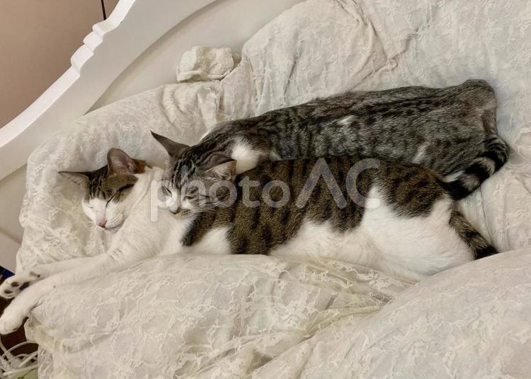 仲良く一緒に眠るキジ白猫とサバ白猫 猫,可愛い,サバシロの写真素材