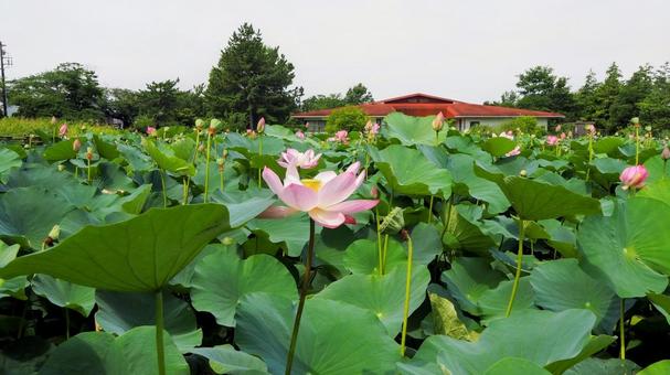 水元公園のハス池・ピンクの蓮の花・葛飾区 水元公園のハス池・ピンクの蓮の花・葛飾区 夏,水元公園,蓮の写真素材