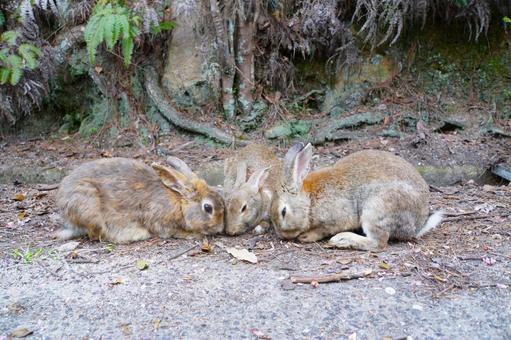 食事中の３匹の茶色いうさぎ4 ウサギ,食事,兎の写真素材