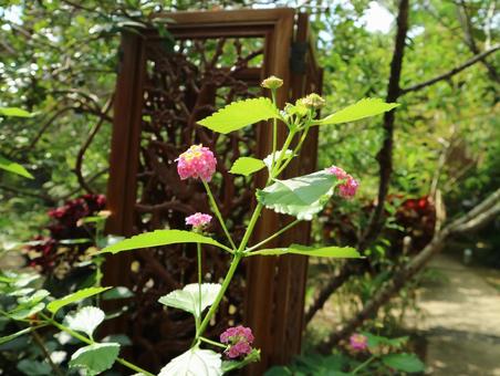 花 花の写真