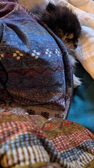 こたつで寝るポメラニアン ペット,犬,ポメラニアンの写真素材