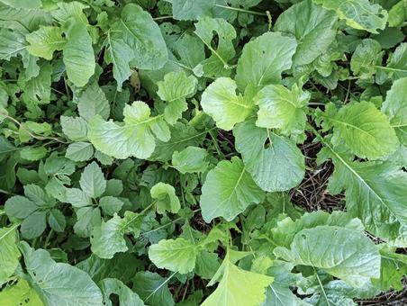 葉っぱ1008 植物,自然,緑の写真素材