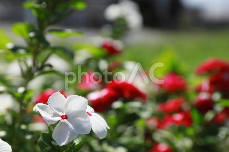 秋に咲く花壇 風景,自然,景観の写真素材
