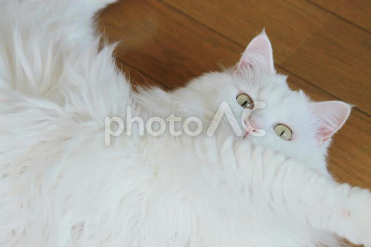 我が家の猫 猫,ネコ,ねこの写真素材