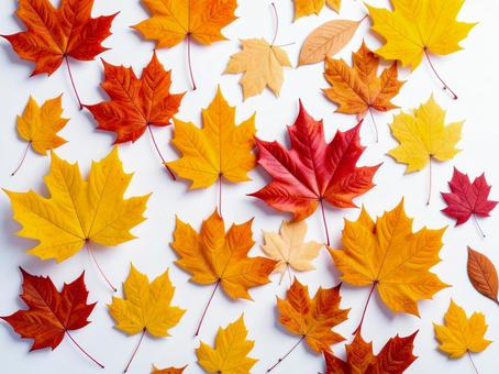 紅葉 紅葉の写真