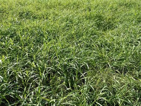 雑草 雑草,草,自然の写真素材