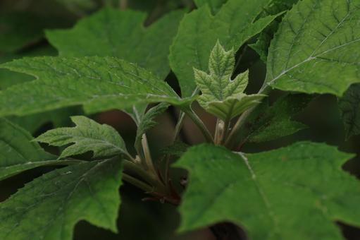 柏葉紫陽花 柏葉紫陽花,葉,若葉の写真素材