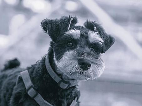 ミニチュアシュナウザーのクローズアップ❶ ミニチュアシュナウザーのクローズアップ❶ 犬,ミニチュアシュナウザー,シュナウザーの写真素材