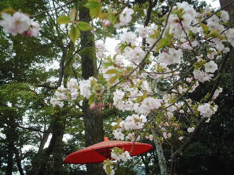 奈良吉野の桜と赤い番傘 奈良,吉野,桜の写真素材
