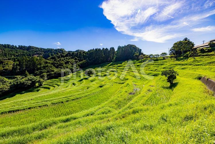 千葉県　青空を背景にした棚田 大山千枚田,青空,棚田の写真素材