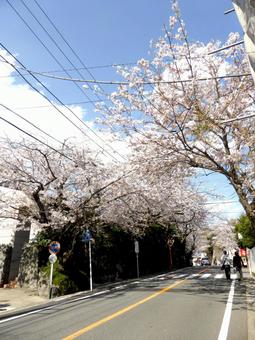 春の光を浴びる郊外の桜並木道 春の光を浴びる郊外の桜並木道 サクラ,花,木の写真素材