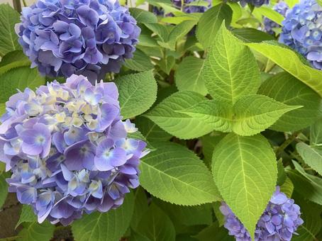 Purple hydrangea, hydrangea, rainy season, flower, JPG