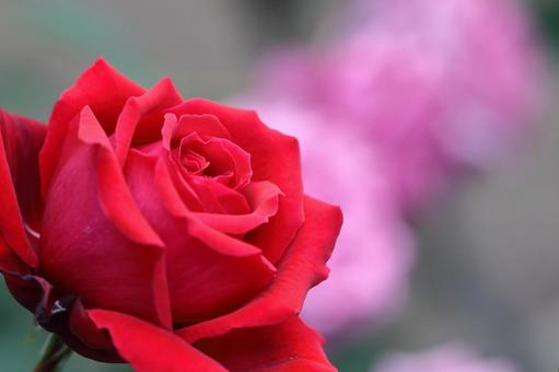 花皇后, JPG 花皇后, rose, flower, rose family, JPG