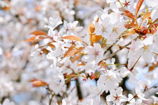 狩宿の下馬桜 狩宿の下馬桜 狩宿の下馬桜,アカメシロバヤマザクラ,桜の写真素材