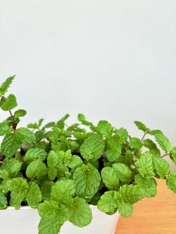 可愛いミントの鉢植え 可愛いミントの鉢植え スペアミント,ミント,緑色の写真素材