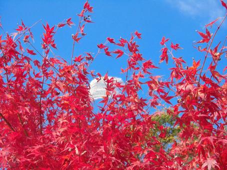 青空と紅葉-3 青空と紅葉-3 青空,雲,紅葉の写真素材