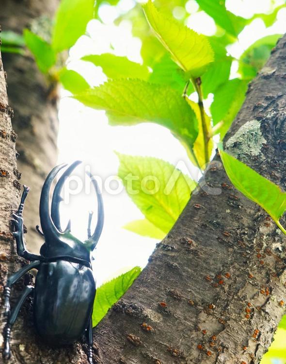 夏の樹木④ カブトムシ,木,夏の写真素材