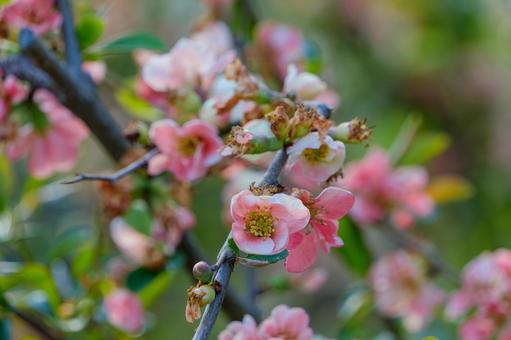 春色に染まる木瓜の花 木瓜,花,春の写真素材