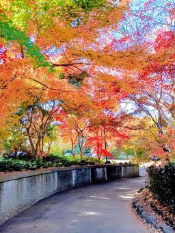 紅葉　観音寺境内　千葉県柏市 紅葉,観音寺,境内の写真素材