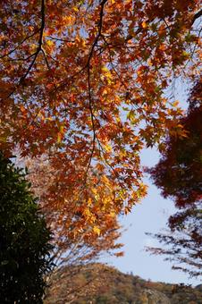 日中の相模湖公園のモミジと湖畔の樹々 日中,昼間,晴天の写真素材